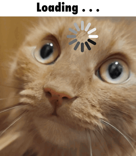 marmalady-loading-cat.gif