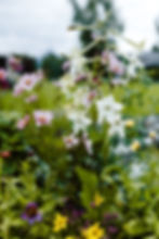 Nicotania + 'Velouette' Cosmos