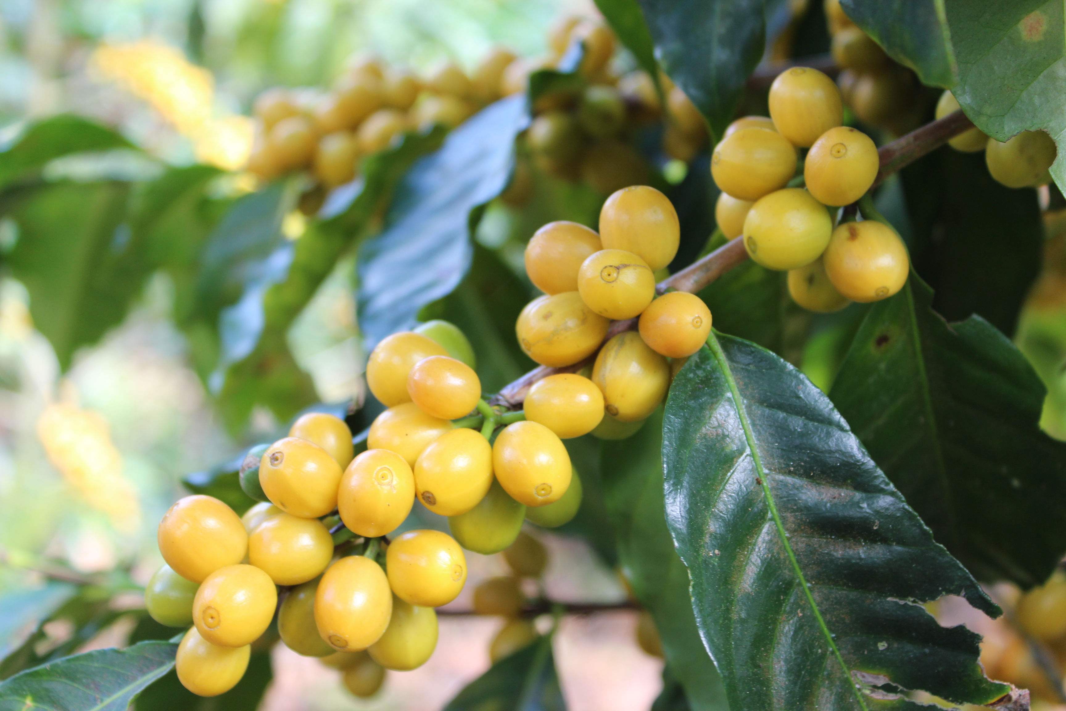 Especialidad  Bourbon Yellow