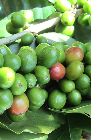 Especialidad Gavilan