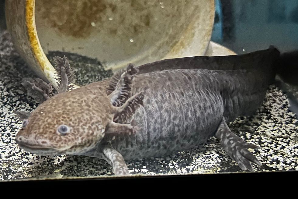 Thumbnail: One of our stock Melanistic "All Black" Sub-Adults