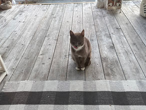 A Mama's Tale - An Ode to Willow the stray cat that became the perfect mom.