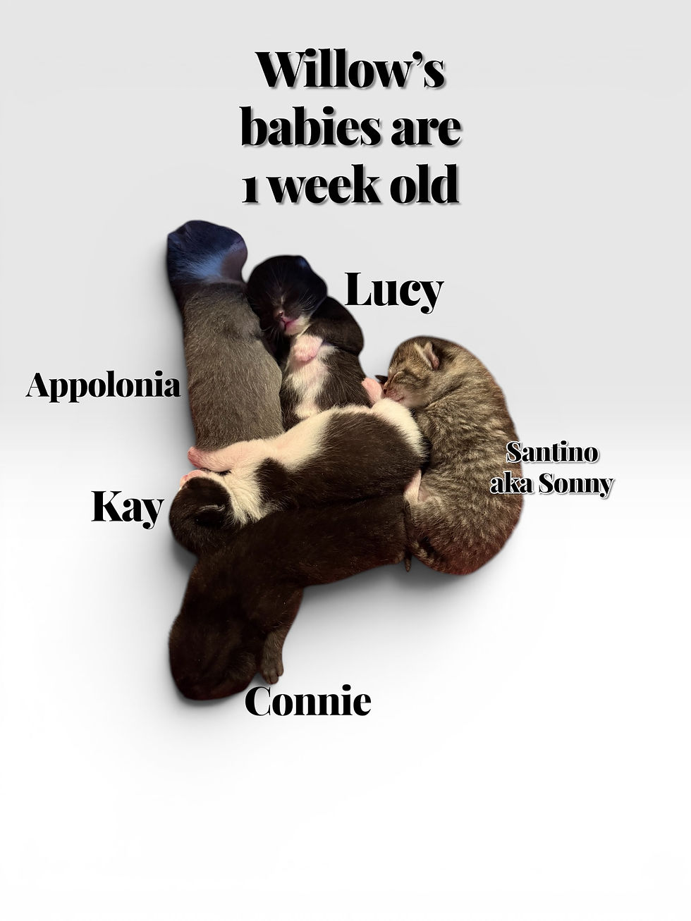 The kits born April 18, 2026 - Lucy, Appolonia, Kay, Connie and Santino aka Sonny!