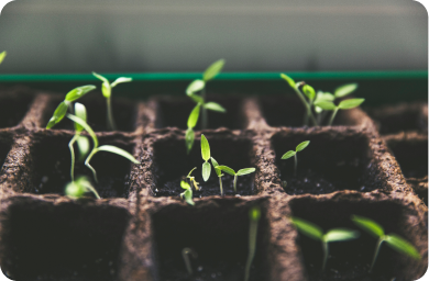 Decoding the Synergy in Adaptogen Stacks