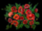 Poppies.jpg