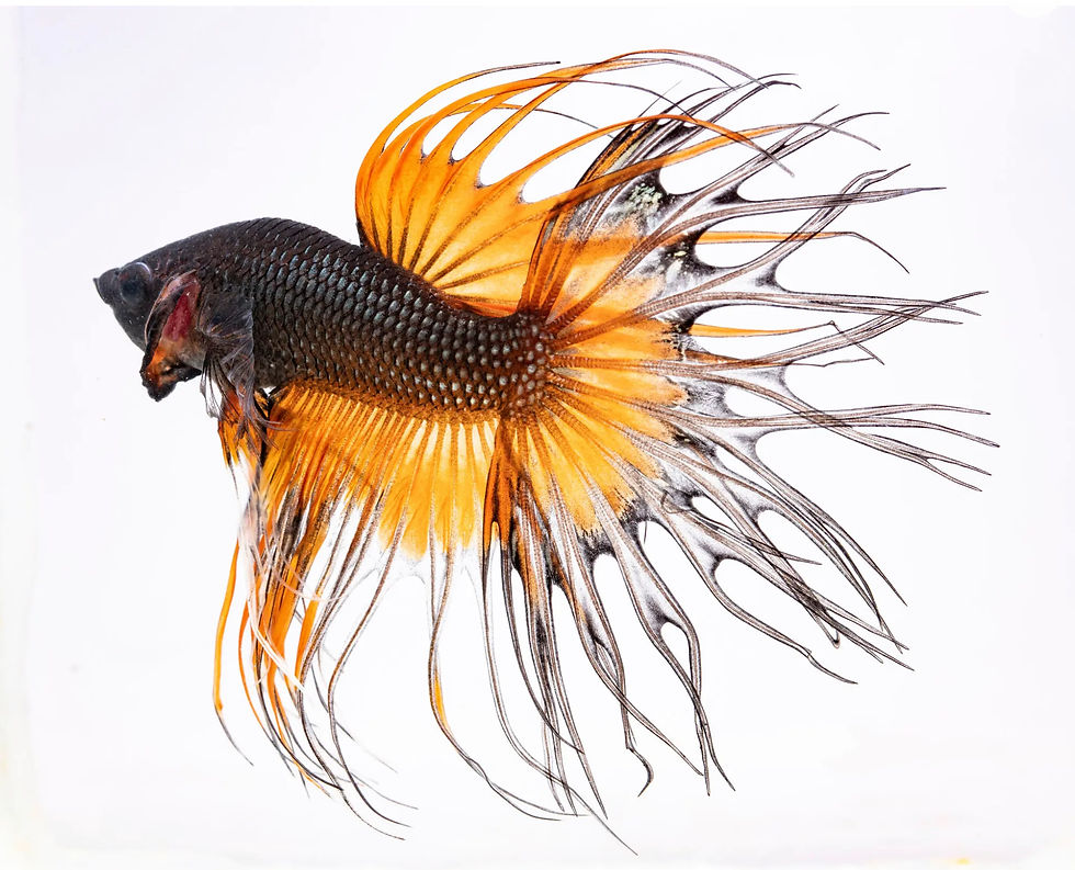 Male Copper and Yellow Crown Tail