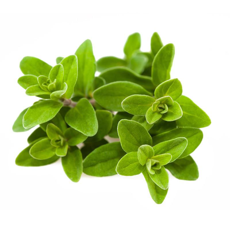 甜馬鬱蘭 (Marjoram Sweet)