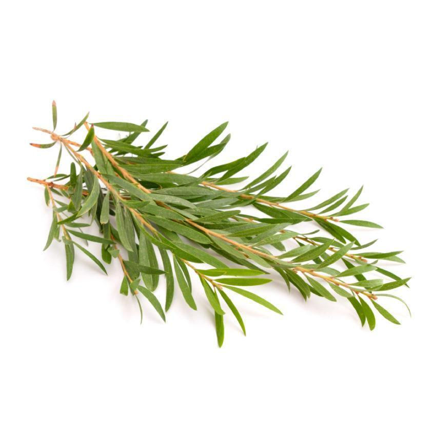 茶樹 (Tea Tree)