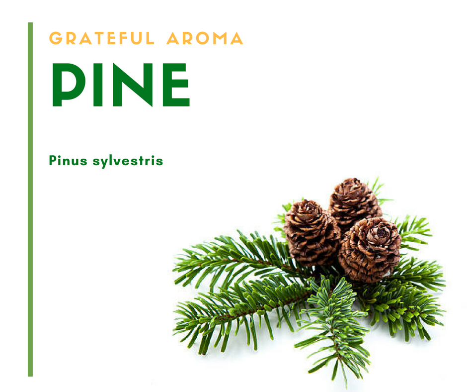 松 (Pine)