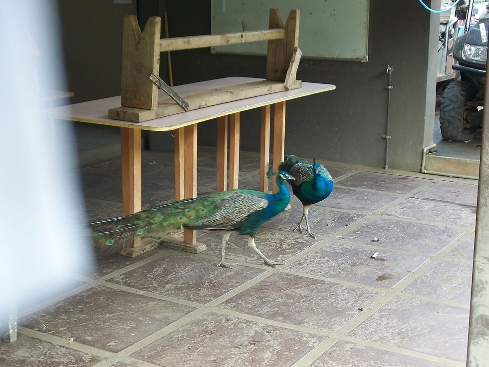 Peacocks