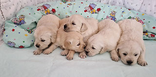 4 süße weiße kleine Retriever Welpen