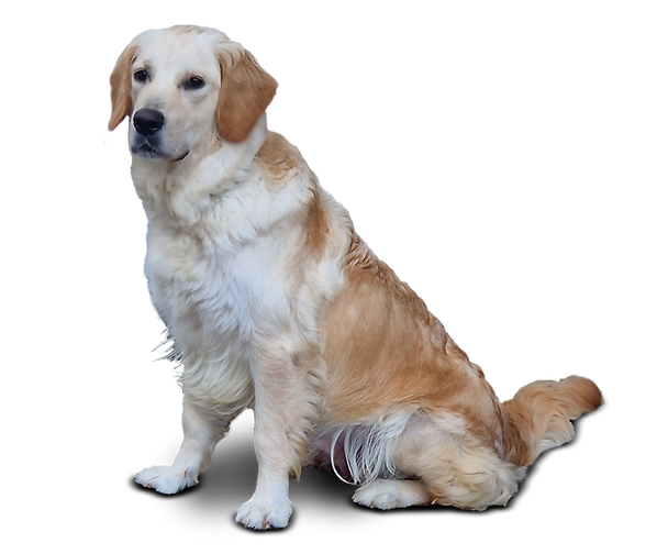 Golden Retriever Hündin Tessa