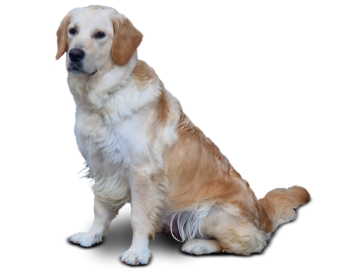 Golden Retriever Hündin Tessa