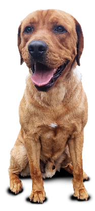 Labrador Retriever Zuchtrüde Balou