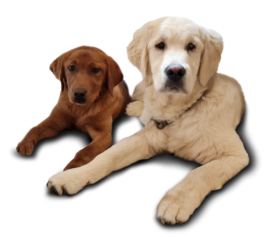 Golden Retriever und Labrador Retriever liegen nebeneinander