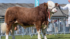 Show Season 2026