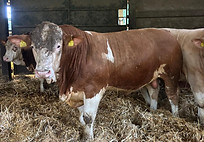 Rock n Roll_edited.jpg