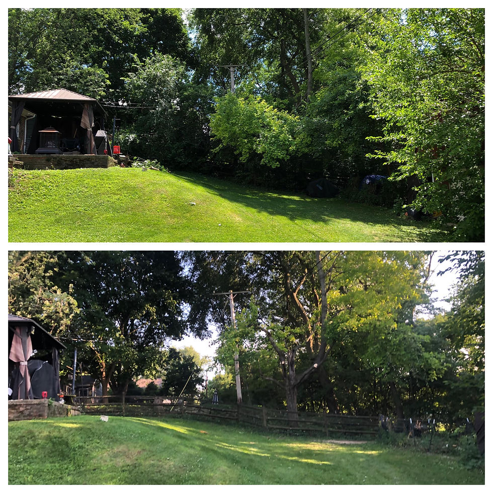 Large tree and bush trimming