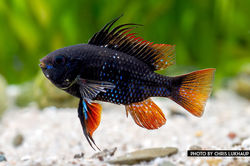 Black rams for gallery.jpg