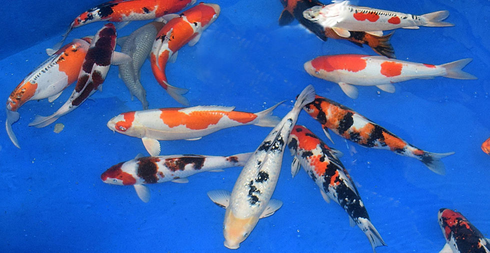 KoiHP 1240_edited.jpg