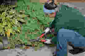 Proprer pruning technique to avoid back pain Dr. Elaine Screaton NW Calgary Chiropractor