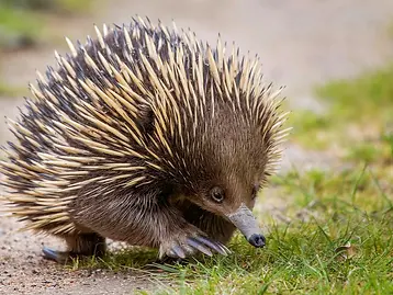 Echidna.webp