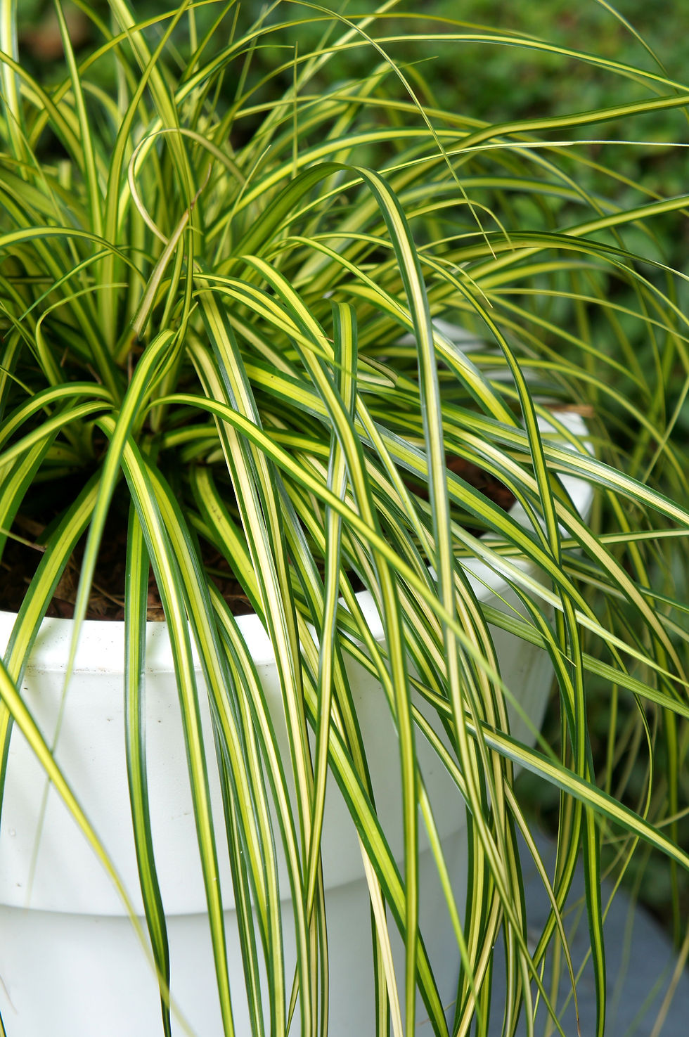 Thumbnail: Carex Eversheen