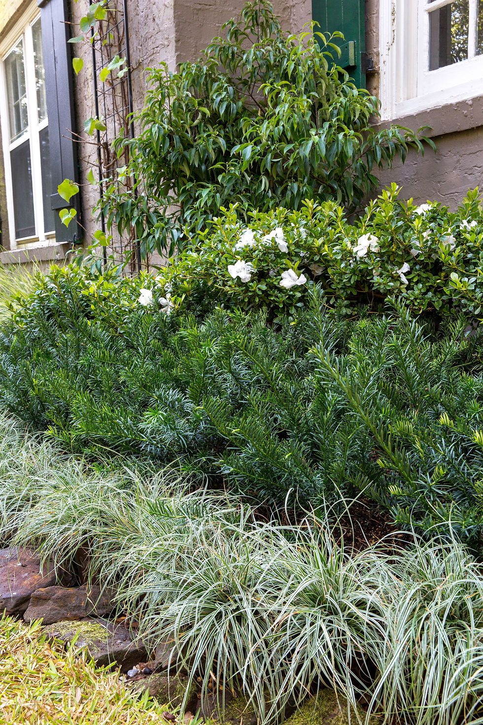 Thumbnail: Carex Everest