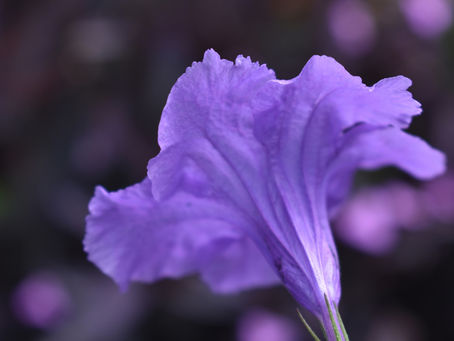 Thine Exodus Transit Sequencing as Updates - Divine Mind Synthesis