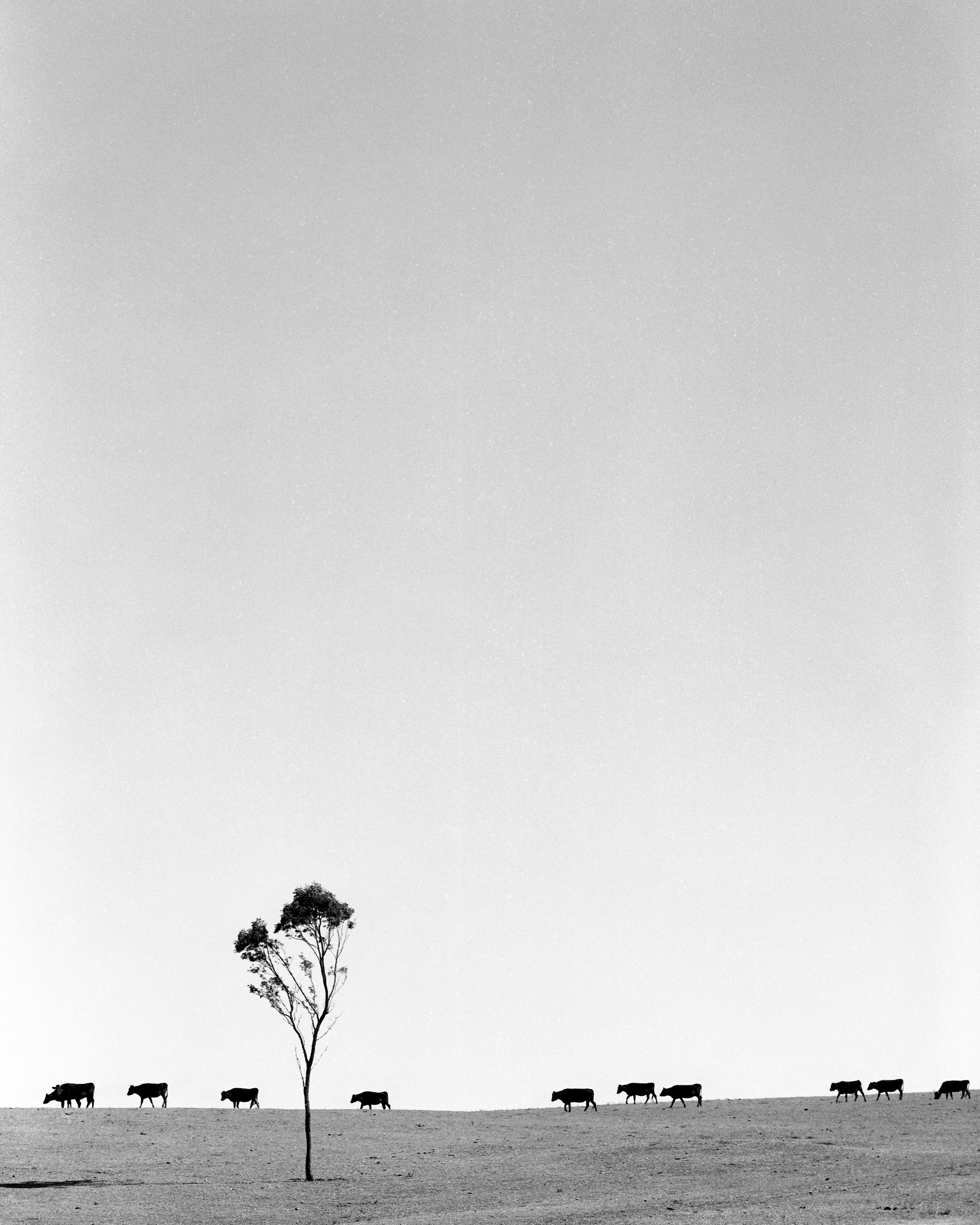 Coombadjah Minimal