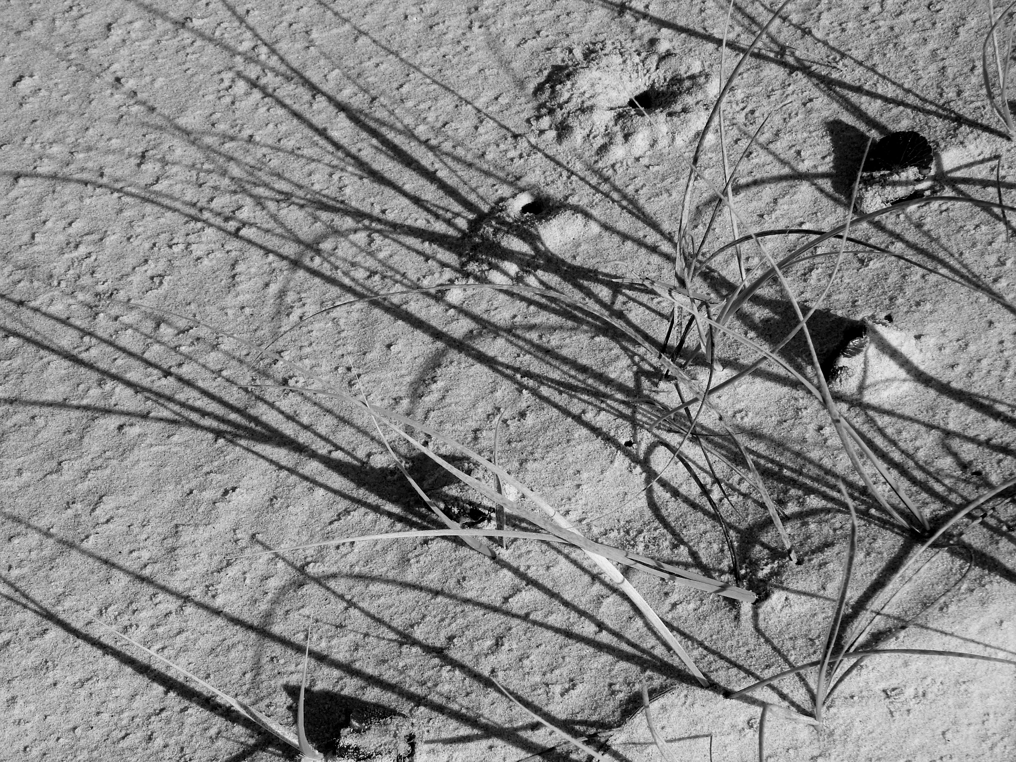 Dune grass Debbie