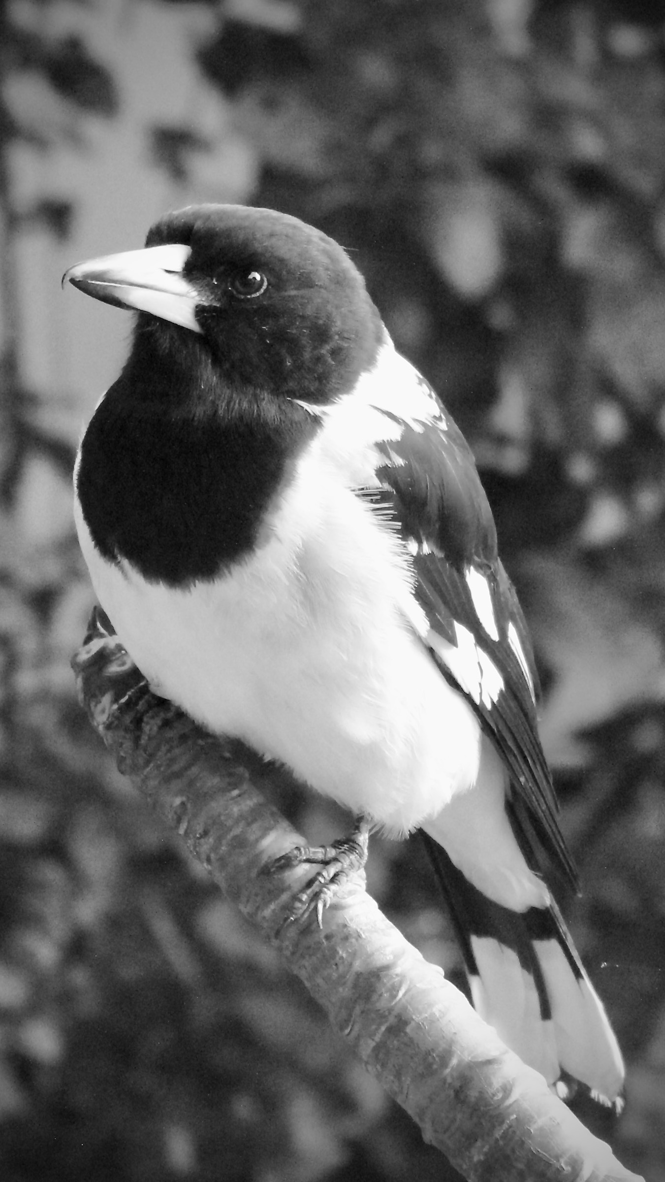 Pied Butcher Bird.Tess