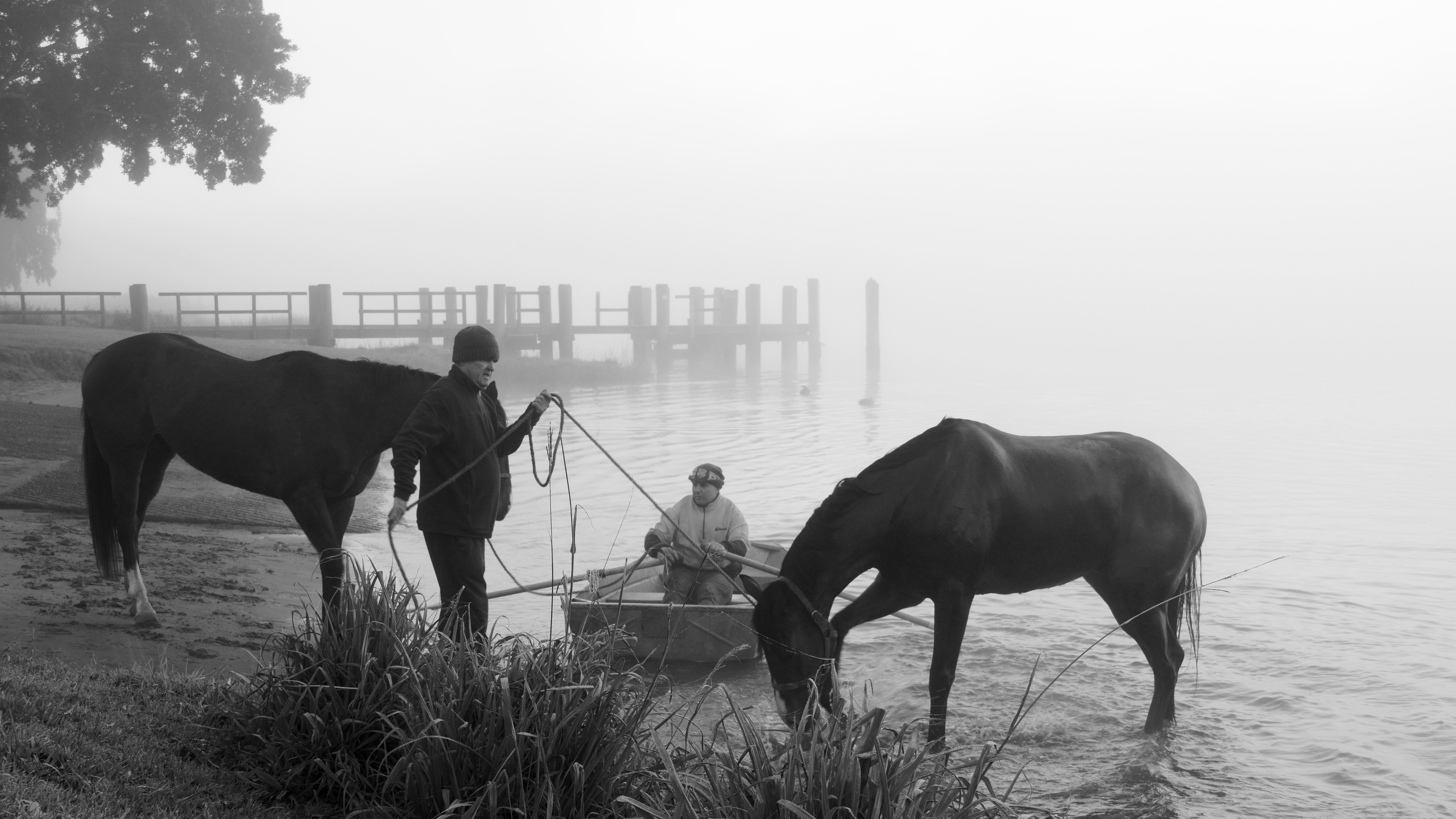 Horses at river Marie Moreman