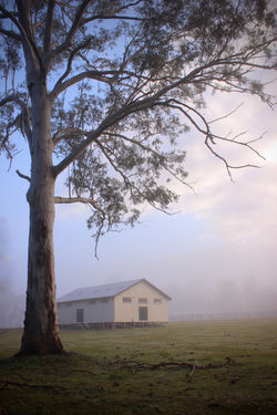 Bonalbo Misty Sunrise