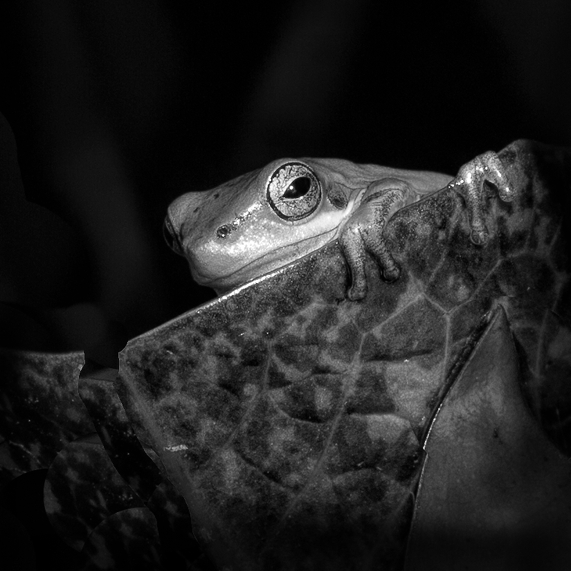 Tree Frog