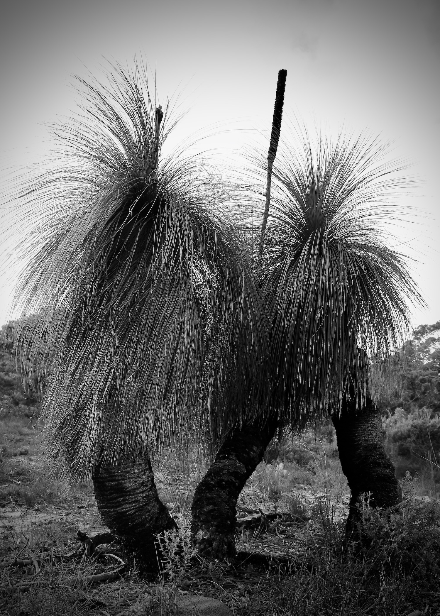 Grasstree Duel.Tess