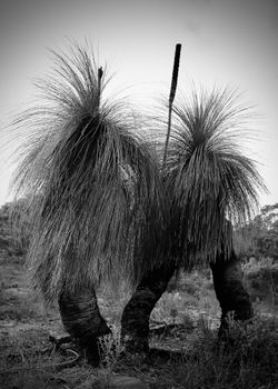 Grasstree Duel.Tess