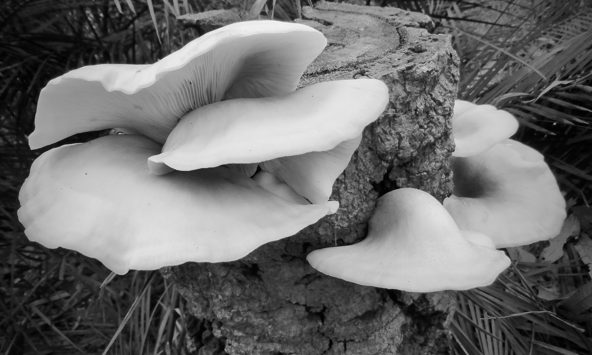 Open Fungi