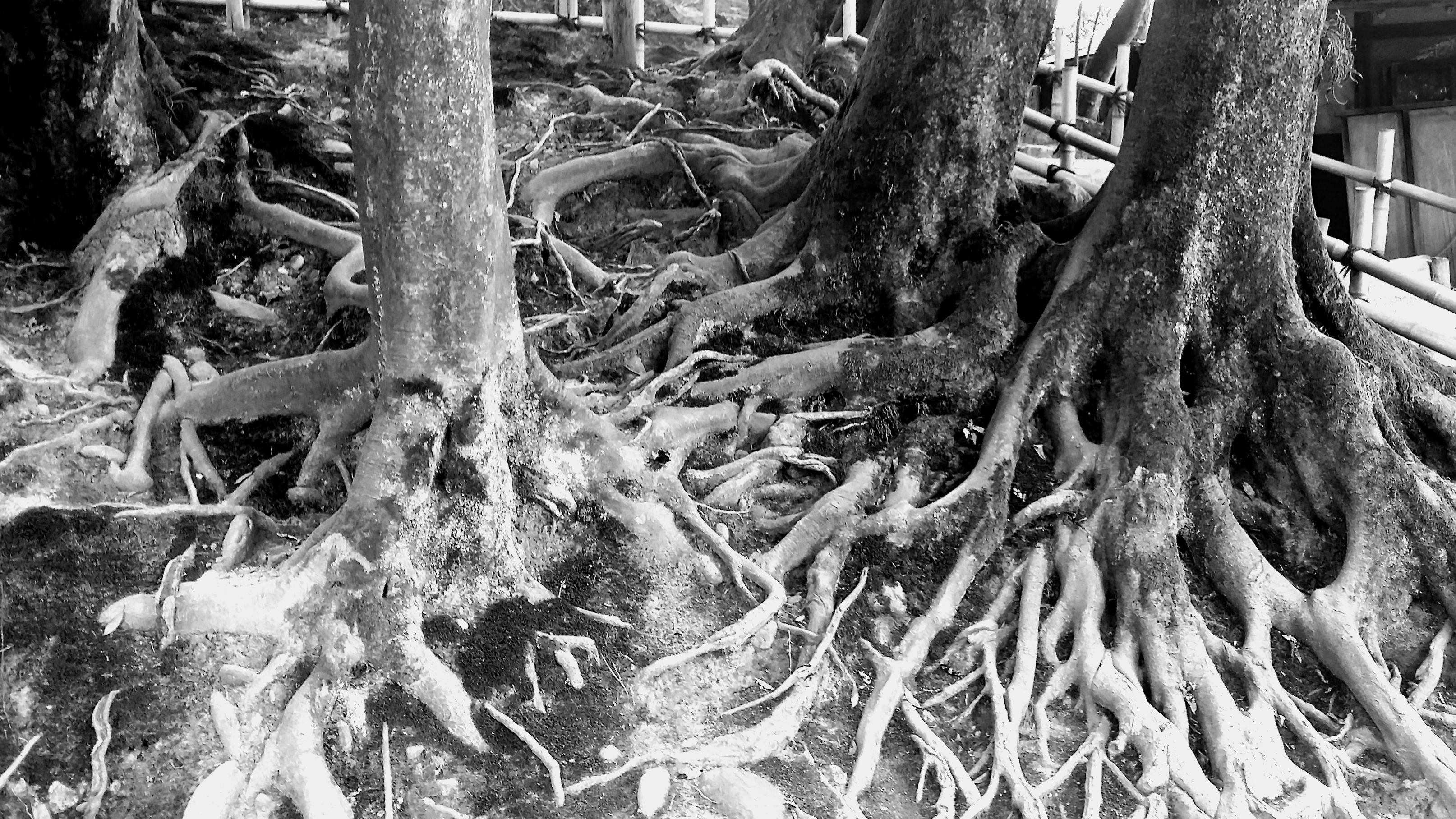 Tangled-roots, Marie
