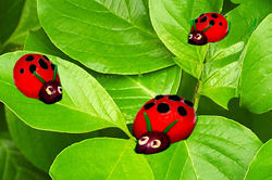 Ladybirds.Jan
