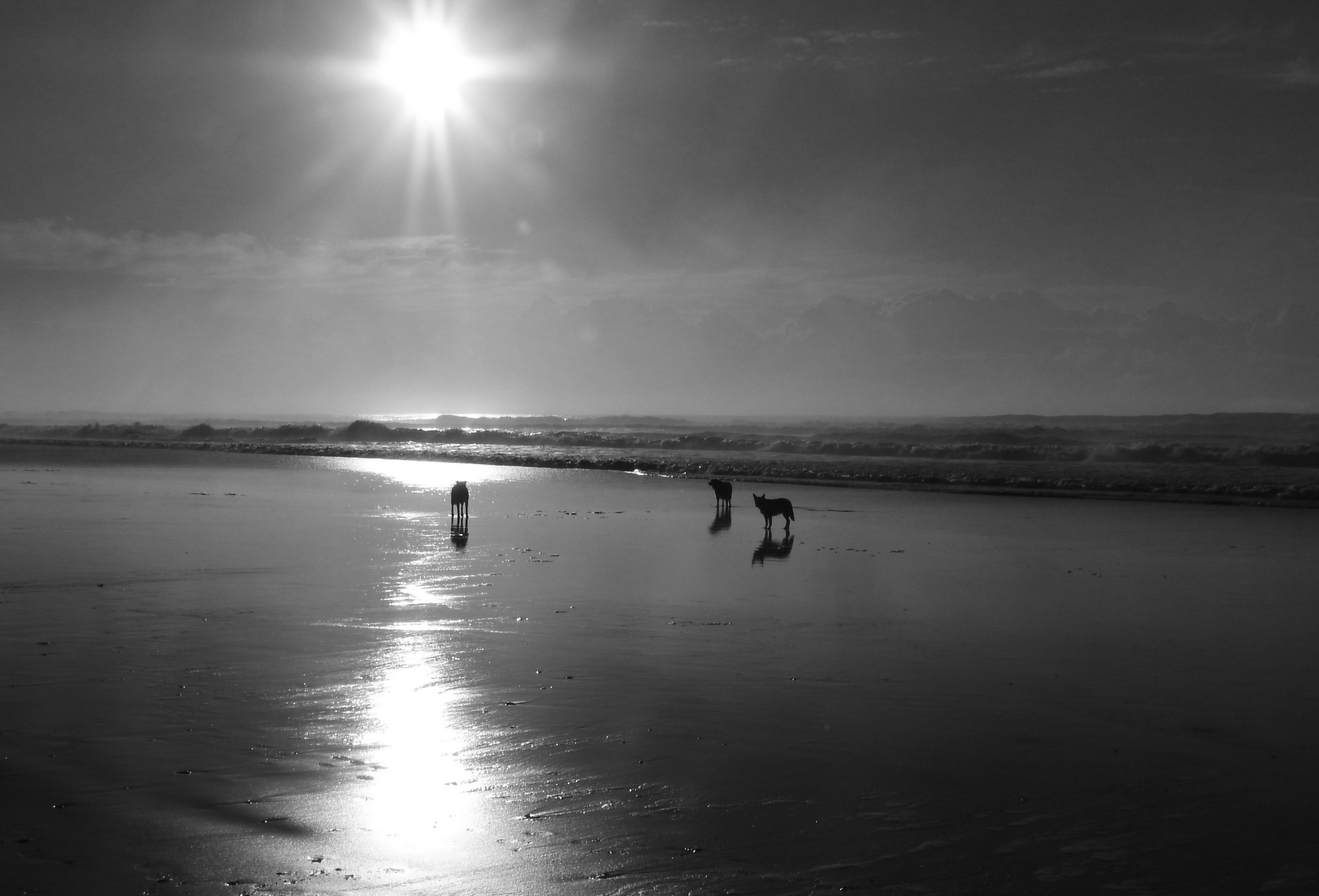 dogs on beach Debbie Handley