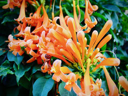 Pyrostegia