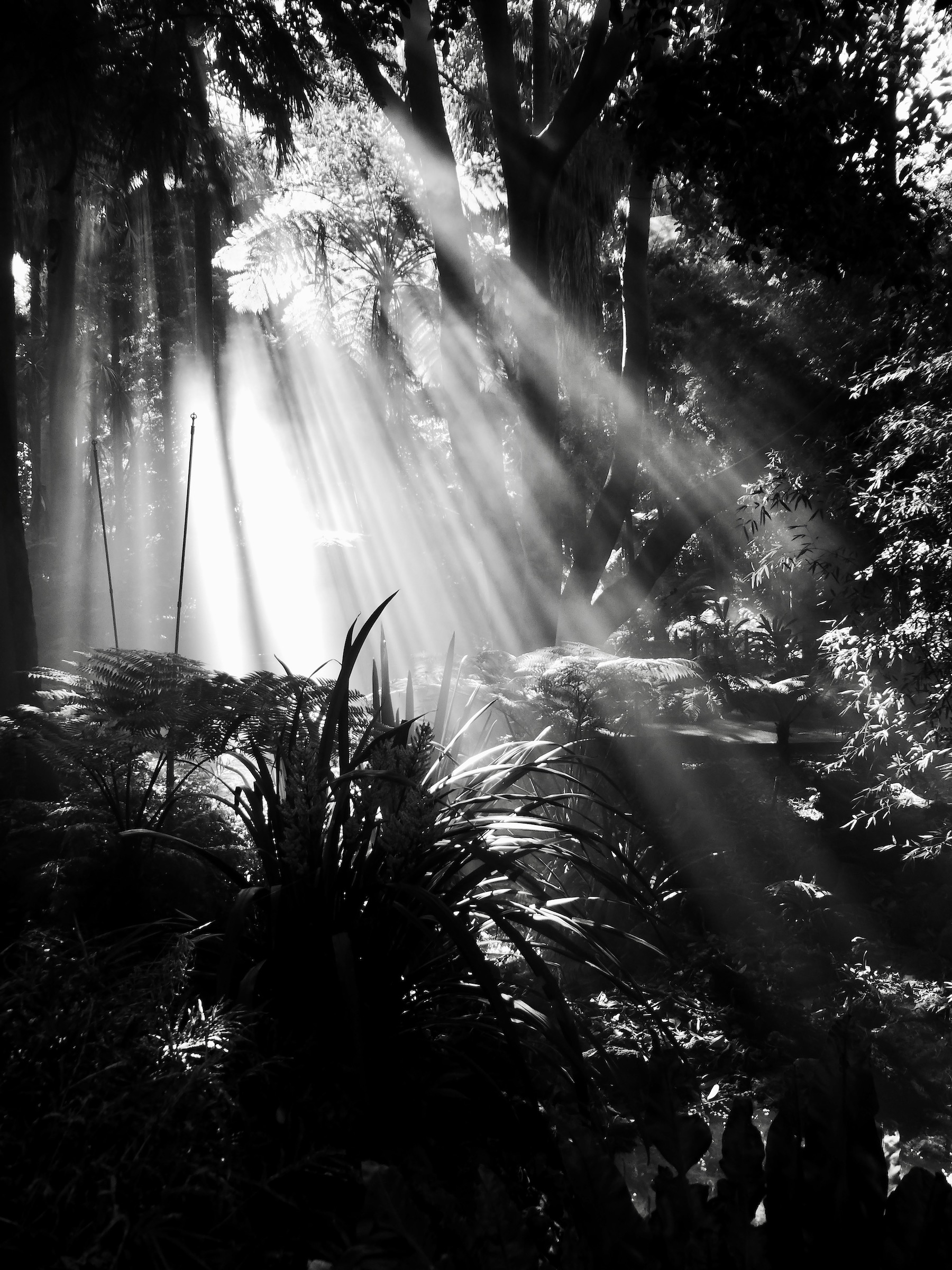 Rainforest Rays