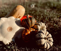 IMG_6219.jpeg