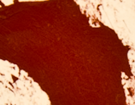 Backgrounf.png