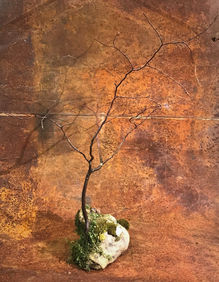 création végétale