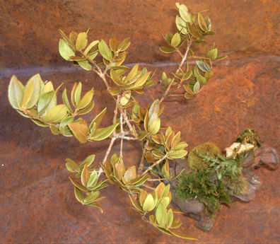 création végétale