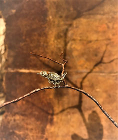 création végétale