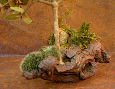 création végétale