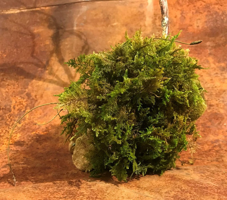 création végétaux stabilisés